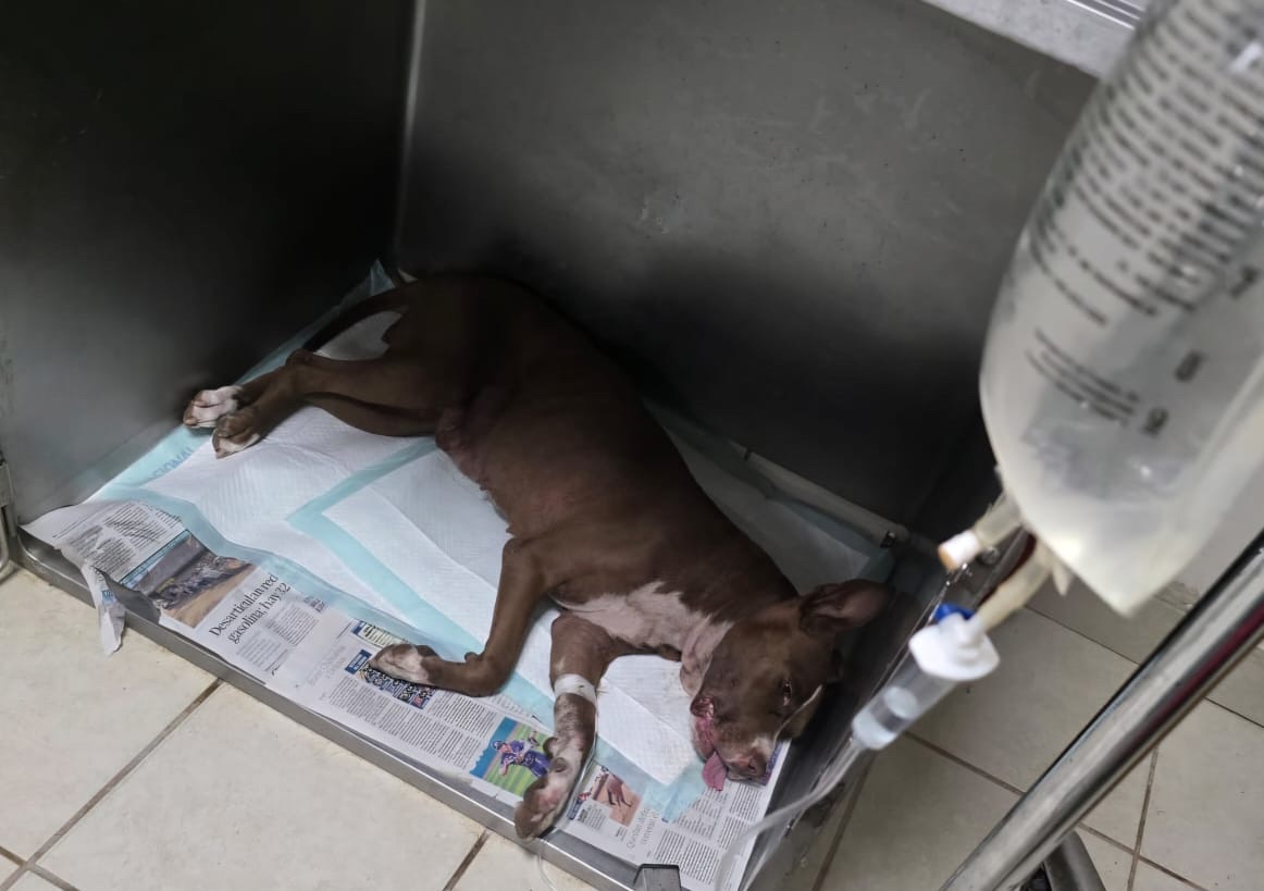 A LA CÁRCEL POR GOLPEAR Y COLGAR PERRITA PITBULL HASTA QUITARLE LA VIDA