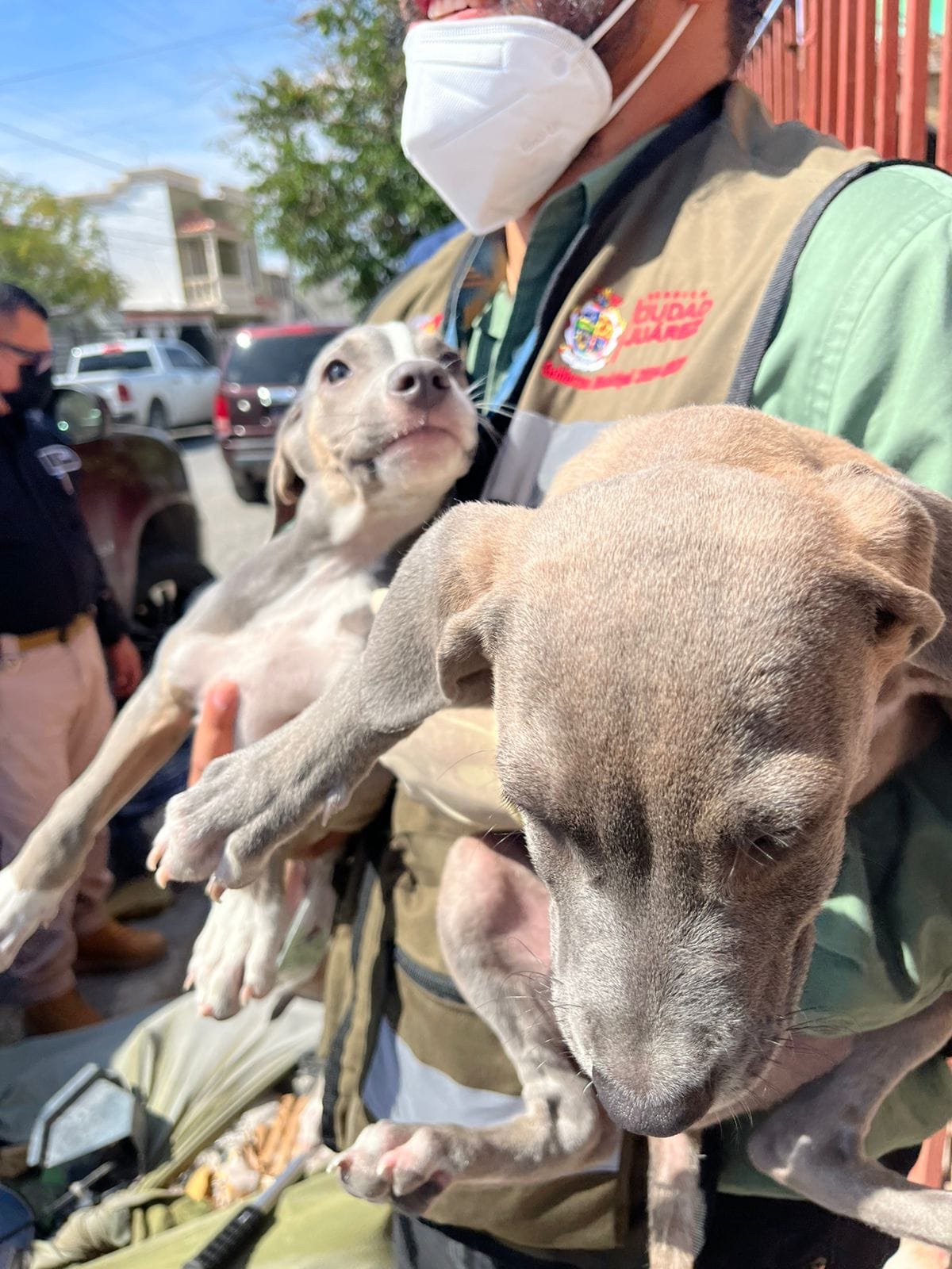 CATEAN VIVIENDAS Y RESCATAN A NUEVE PERRITOS EN JUÁREZ