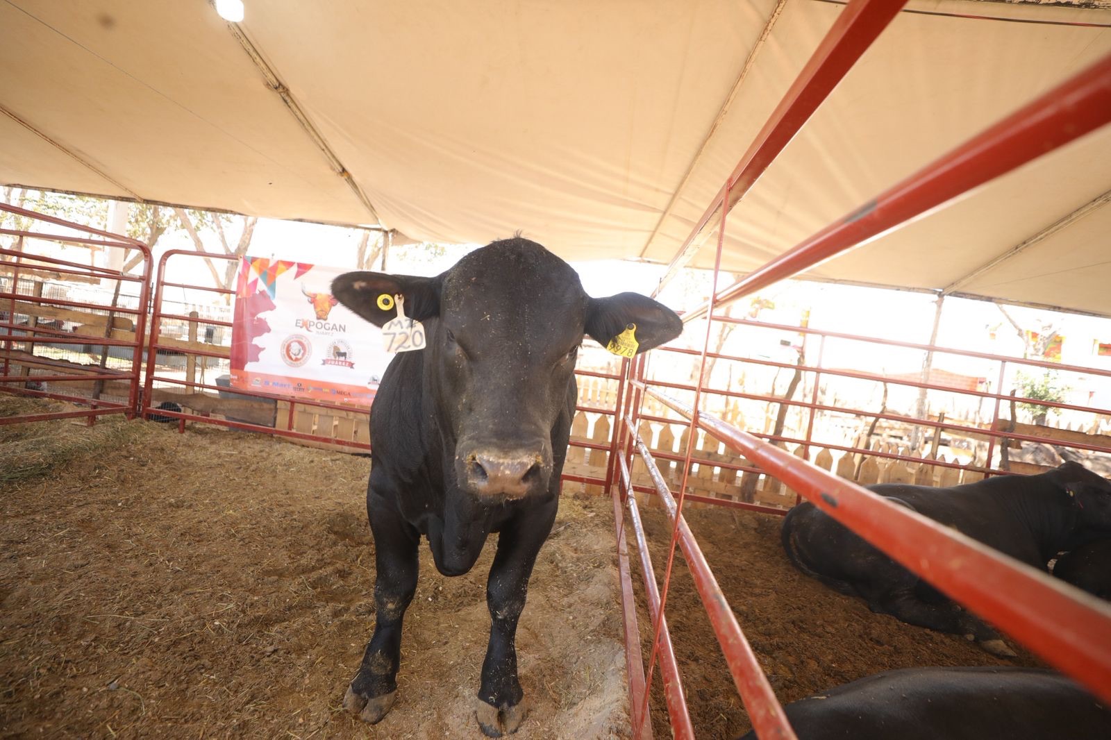 JUÁREZ ENTREGA APOYOS ECONÓMICOS A PRODUCTORES&nbsp;GANADEROS