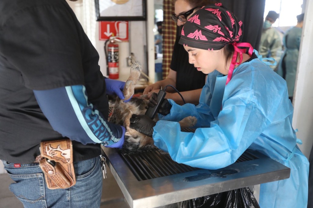 SIGUEN LAS ESTERILIZACIONES GRATUITAS DE MASCOTAS EN&nbsp;JUÁREZ