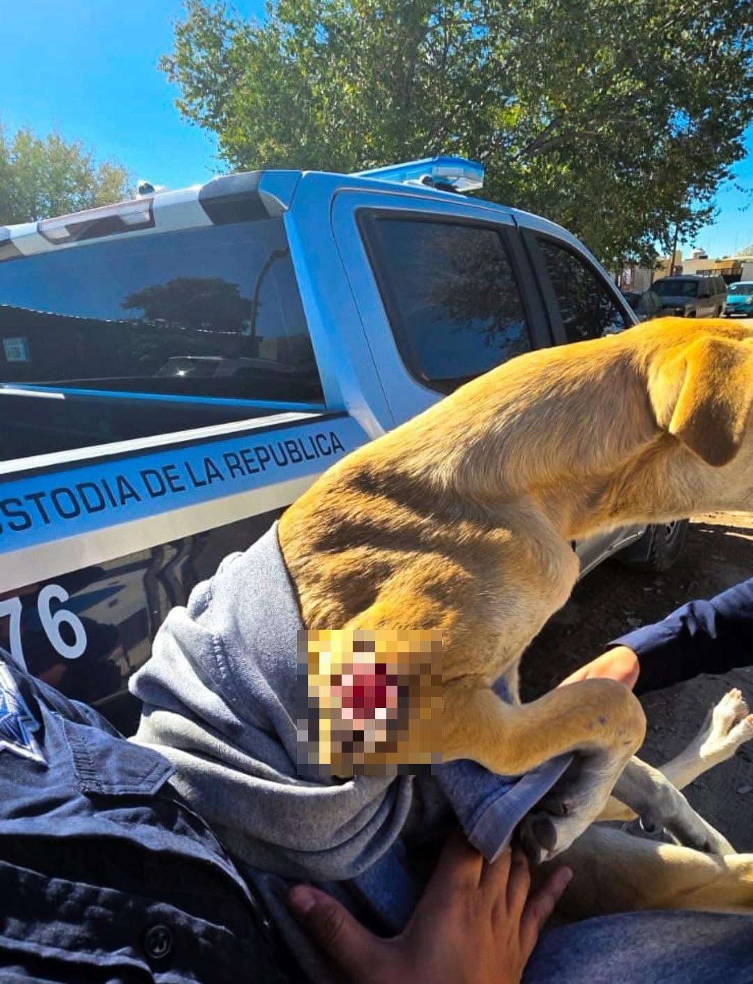 POLICÍA JUARENSE ADOPTA PERRO&nbsp;RESCATADO