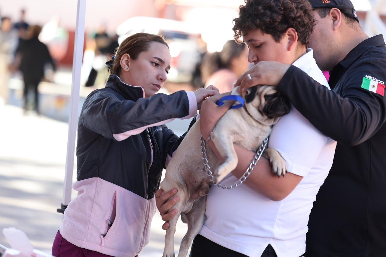 ESTERILIZAN GRATUITAMENTE A 708&nbsp;MASCOTAS