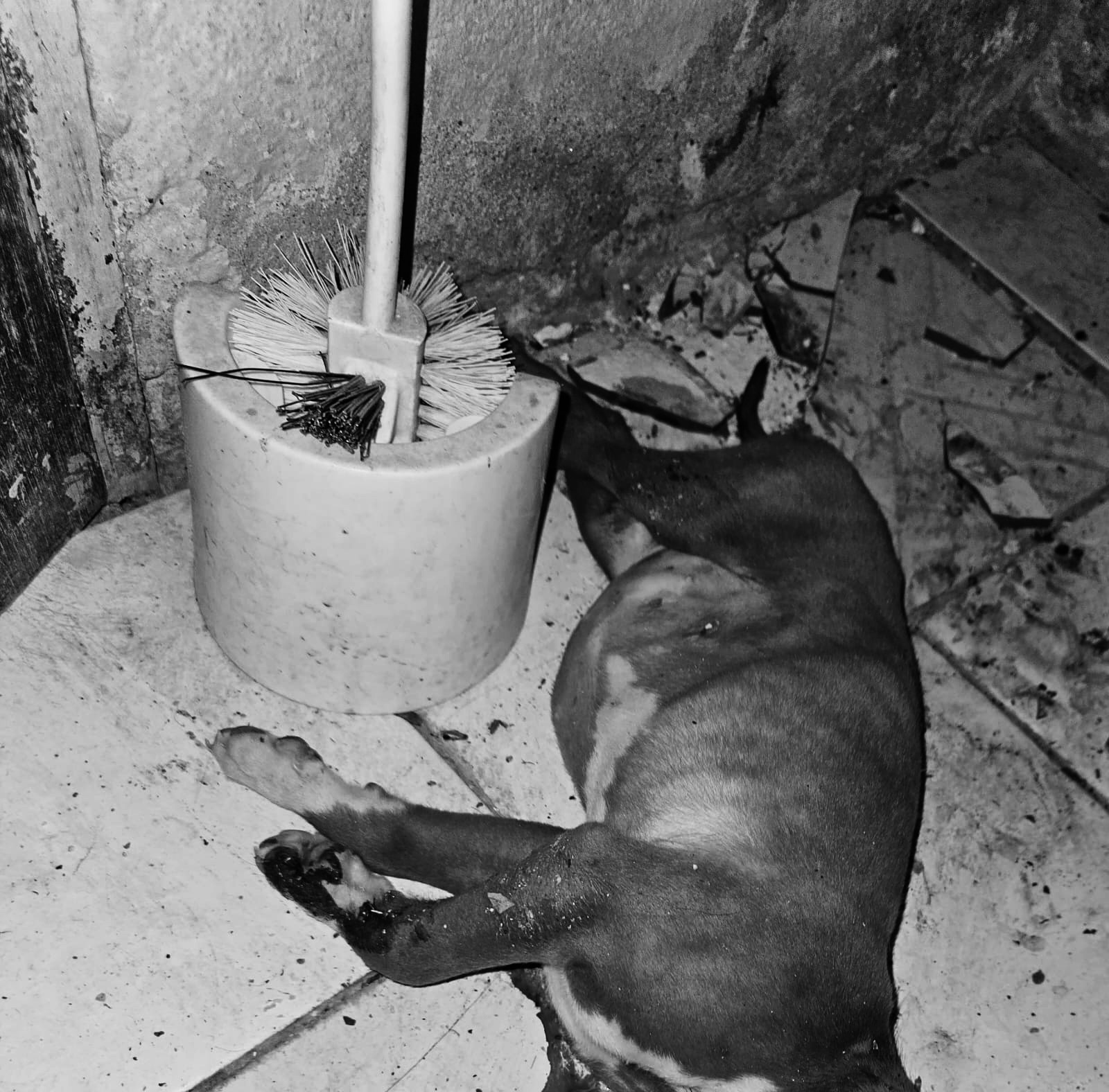 GOLPEA A PERRITO CON MULETA HASTA QUITARLE LA&nbsp;VIDA