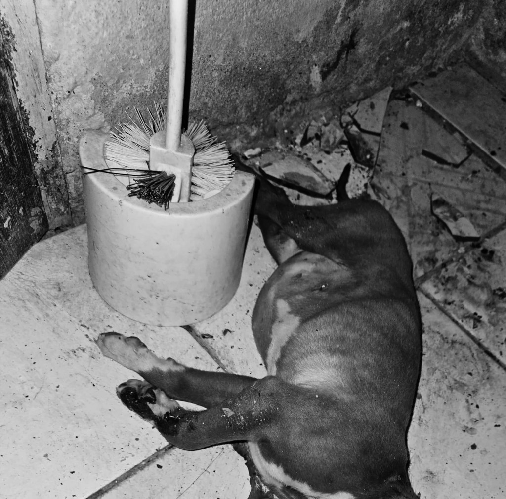 GOLPEA A PERRITO CON MULETA HASTA QUITARLE LA VIDA