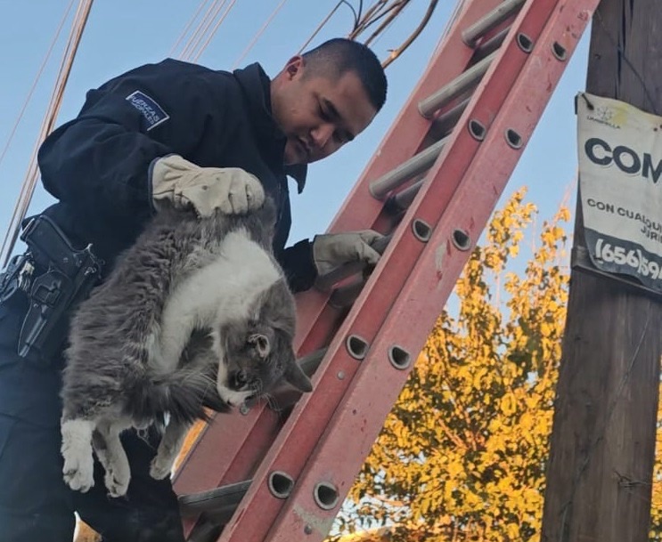 AGENTES RESCATAN A GATITO ATRAPADO EN&nbsp;POSTE