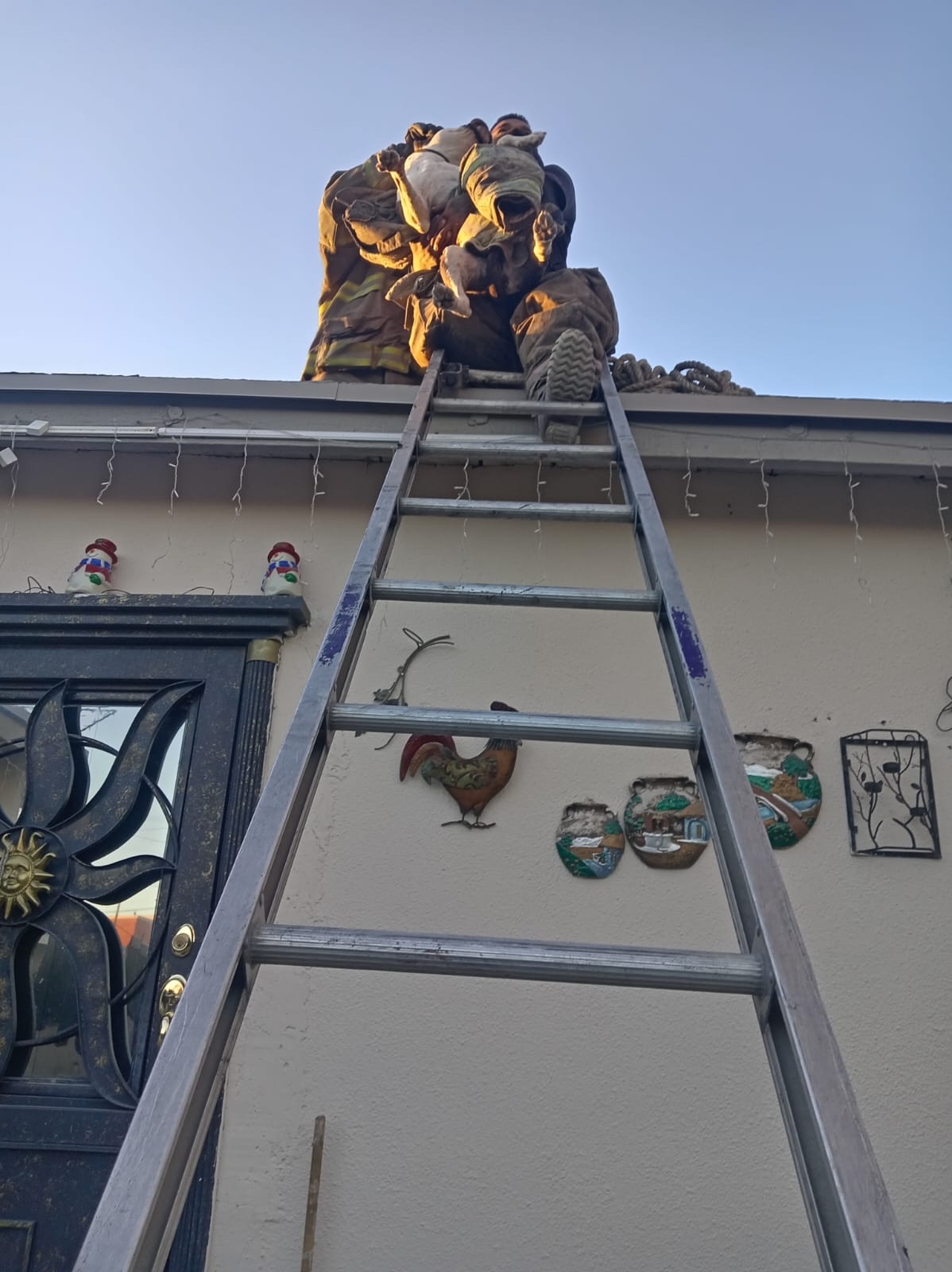 PERRO ES RESCATADO DE TECHO EN COLONIA DIVISIÓN DEL NORTE