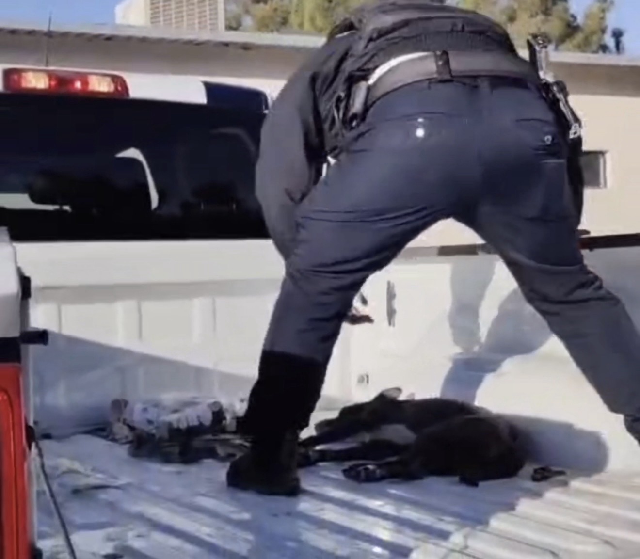 LA TUVIERON QUE DEJAR DESCANSAR, AGENTES DE SEGURIDAD VIAL AUXILIAN A PERRITA&nbsp;ATROPELLADA