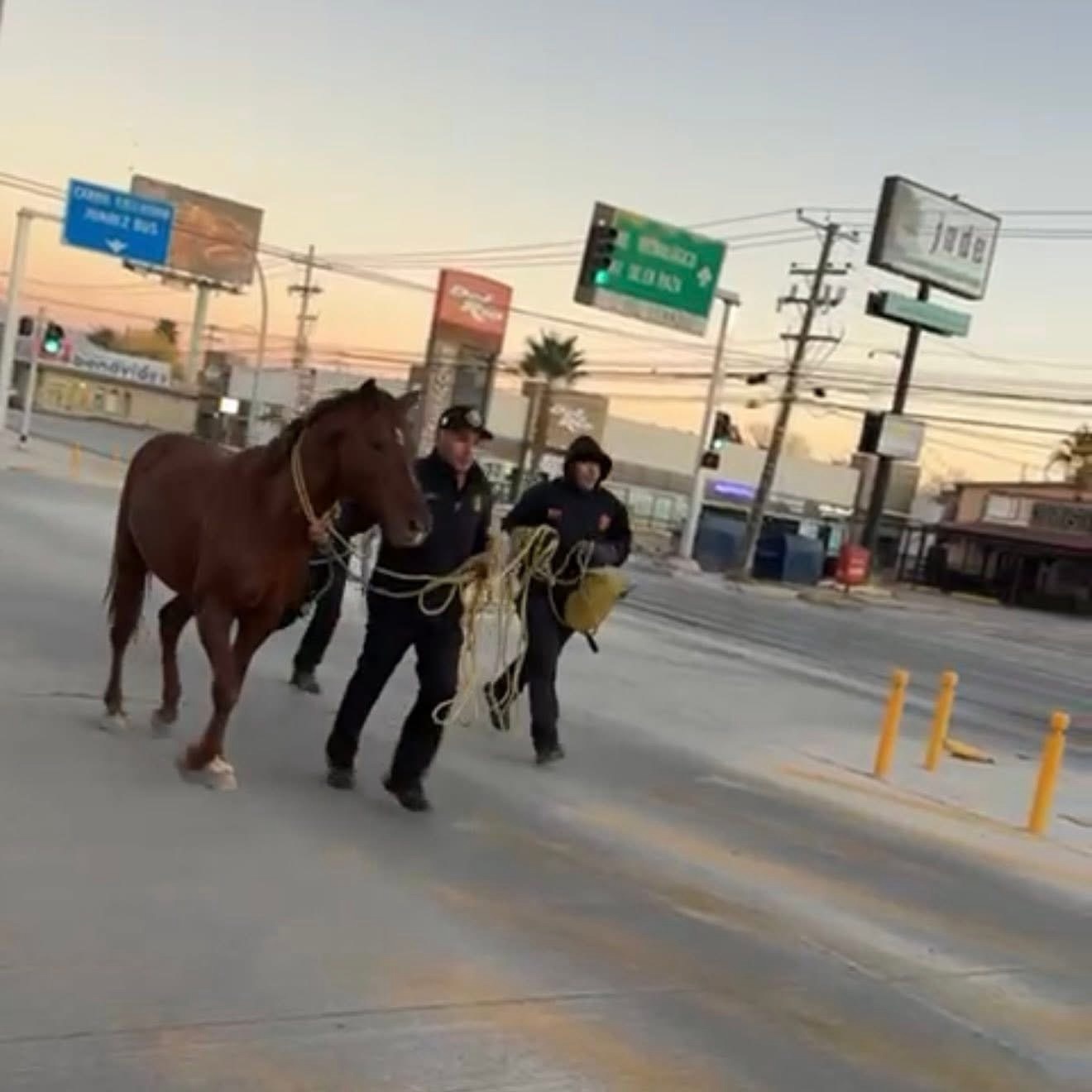 BOMBEROS CAPTURAN CABALLO EN LA GÓMEZ MORIN