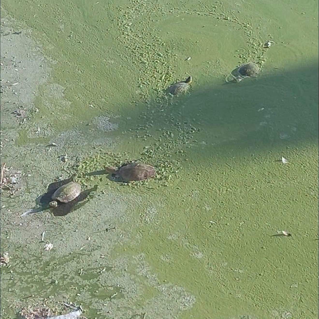 EL LAGO DEL PARQUE DE LOS PATOS SE ESTÁ QUEDANDO SECO